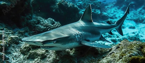 Shovelhead shark, scientifically called Sphyrna tiburo. photo