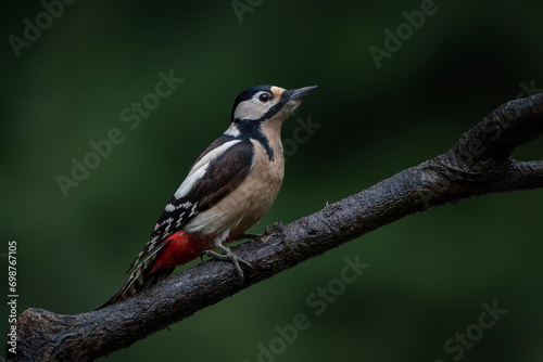 Great Spotted Woodpecker ( Dendrocopos major) on a branch in the forest of Noord Brabant in the Netherlands. Green background. 