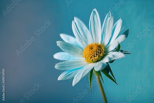 Beautiful daisy flower on a blue background. Close-up