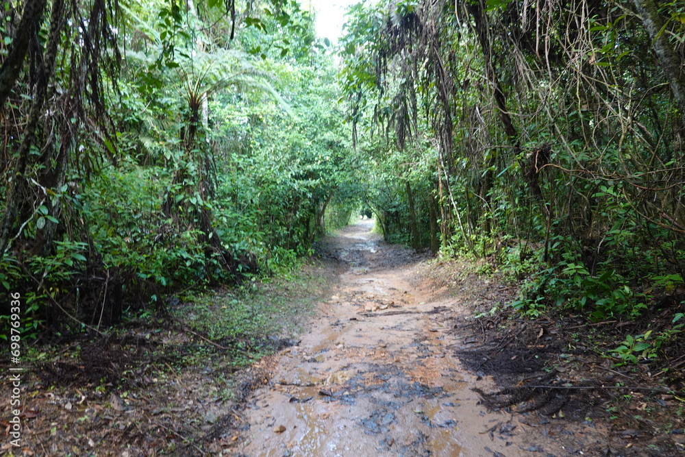 Fototapeta premium Belize - Cockscomb Basin Wildlife Sanctuary 