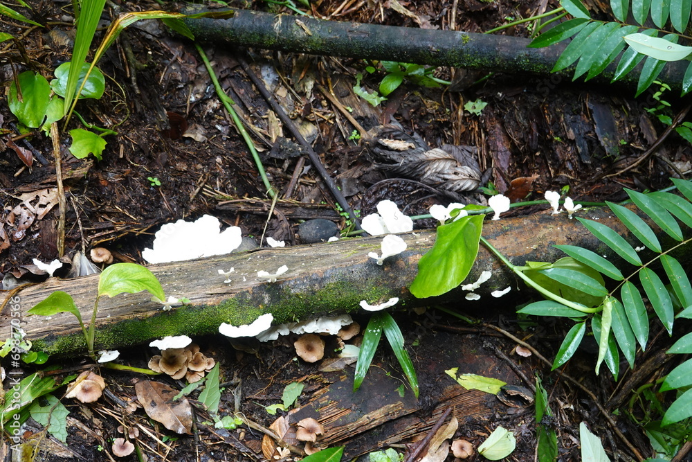 Fototapeta premium Belize - Cockscomb Basin Wildlife Sanctuary