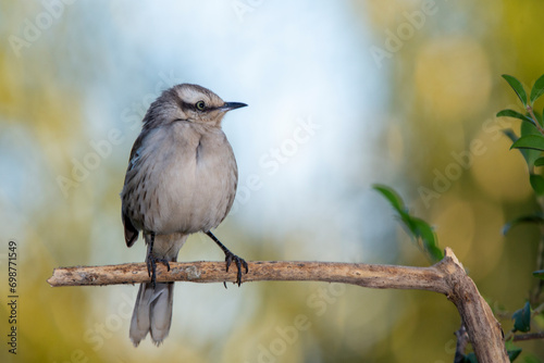 The chalk-browed mockingbird or Sabia-do-campo perched on a branch under rain. It's a typical bird from the south-central region of Brazil. Species Mimus saturninus. Birdwathching. Birding. photo