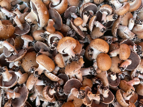 Bilde på lerret Background of many champignon mushrooms with ground