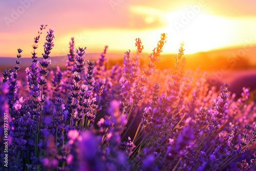 A beautiful field of purple flowers with the sun setting in the background. Perfect for nature and landscape projects