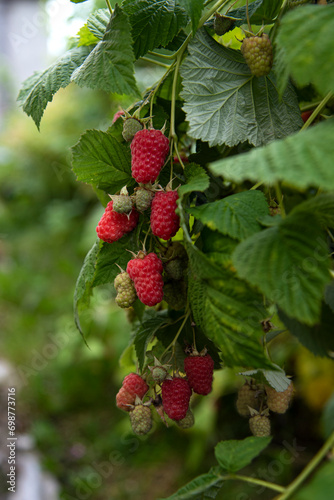 Obraz na plátně Summer harvest of sweet delicious berries