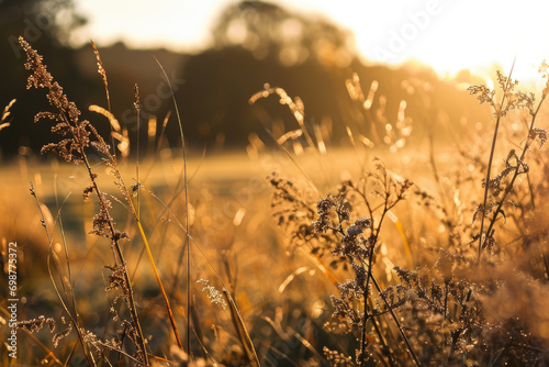 A serene image of a field of tall grass with the sun setting in the background. Perfect for nature enthusiasts or for creating a calming atmosphere in design projects