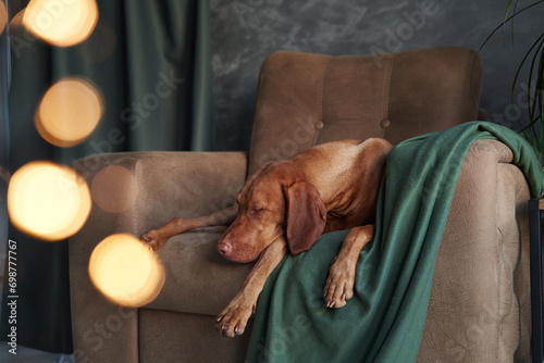 A sleepy Vizsla dog draped in a green blanket dozes on a chair, amidst soft holiday lights, offering a scene of cozy repose photo