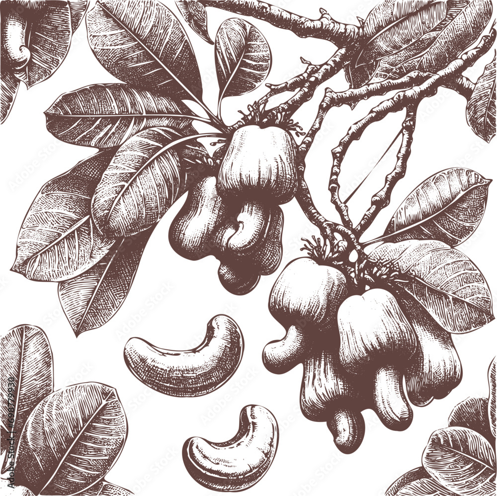 Hand-drawn Illustration of Cashews from the tree - obrazy, fototapety, plakaty 