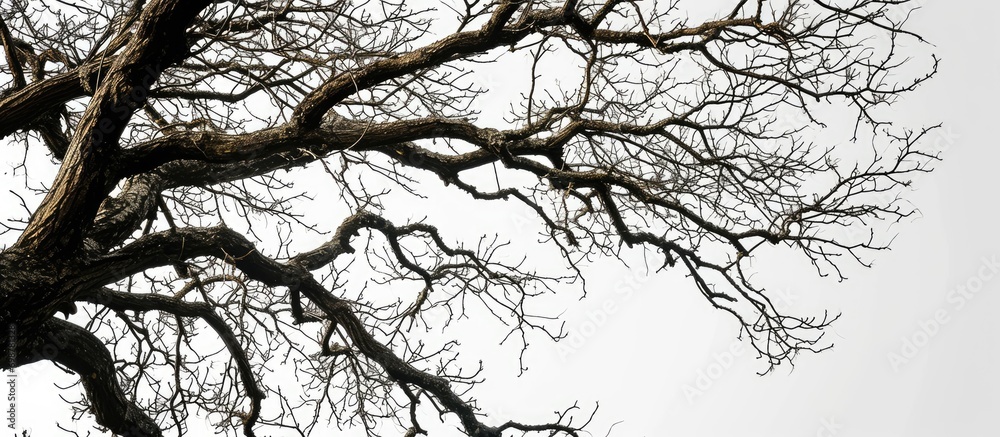 Fototapeta premium Leafless tree branch on white backdrop