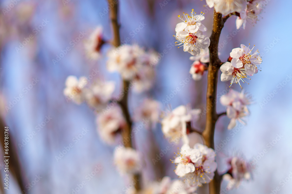 Flowers and flowering trees in early spring. Spring background with copy space Flowers and flowering trees in early spring. Spring background with copy space