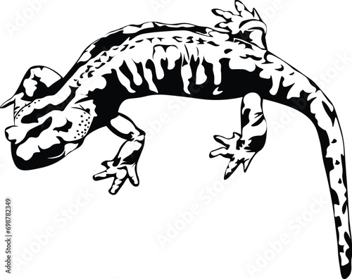 Cartoon Black and White Isolated Illustration Vector Of A Salamander Lizard