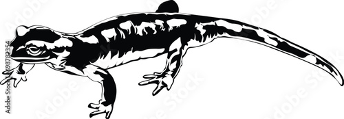 Cartoon Black and White Isolated Illustration Vector Of A Salamander Lizard