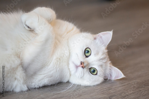 British Shorthair silver gradient cat 