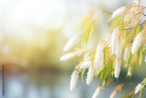 Blossoming spring willow in nature, copy space for text , warm background