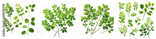 green leaves and twigs of rue Hyperrealistic Highly Detailed Isolated On Transparent Background Png File photo