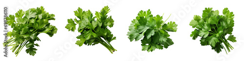 green leaves of cilantro Hyperrealistic Highly Detailed Isolated On Transparent Background Png File photo