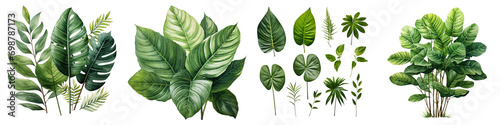 Green leaves of tropical plants Hyperrealistic Highly Detailed Isolated On Transparent Background Png File
