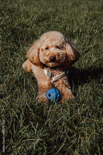 Mini golden poodle puppy playing with rubber ball in the part. Training and spending time with pets. Vertical banner