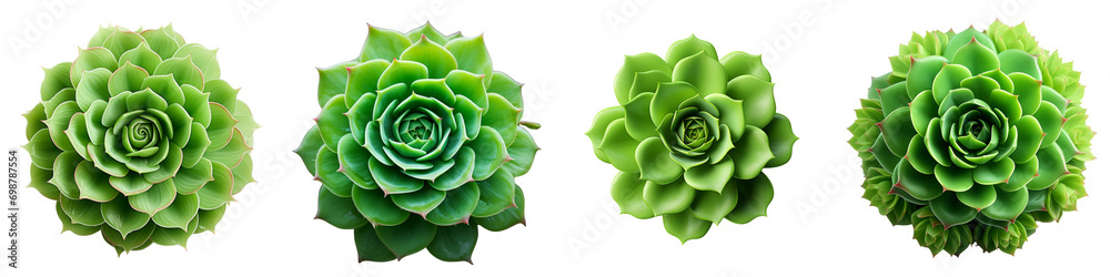 Green rosette of succulent plant Hyperrealistic Highly Detailed Isolated On Transparent Background Png File - obrazy, fototapety, plakaty 