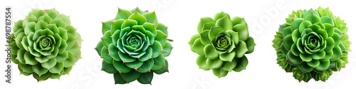 Green rosette of succulent plant Hyperrealistic Highly Detailed Isolated On Transparent Background Png File photo