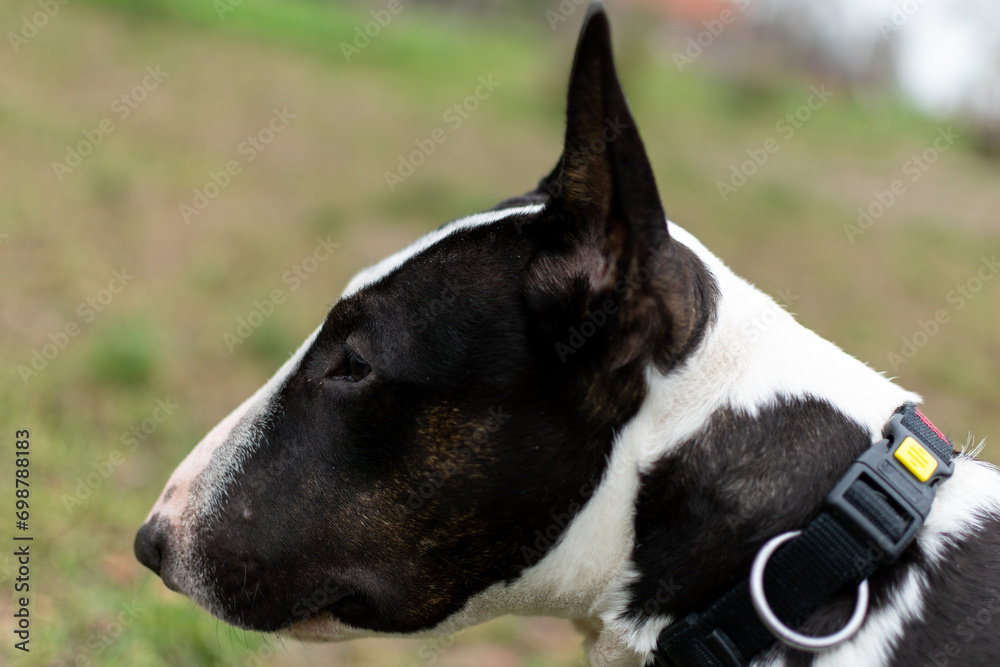 Close up of bull terrier's muzzle, side of dog's muzzle 