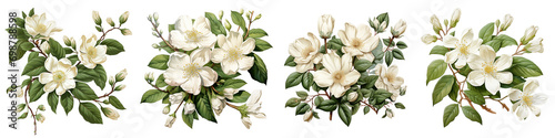 Jasmine Philadelphus flowers and leaves Hyperrealistic Highly Detailed Isolated On Transparent Background Png File