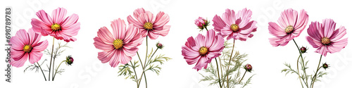 Pair of pink cosmos flowers Hyperrealistic Highly Detailed Isolated On Transparent Background Png File