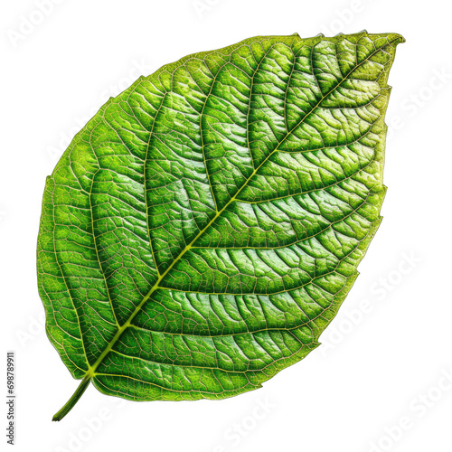 Green leaf isolated on transparent and white background. Png transparent