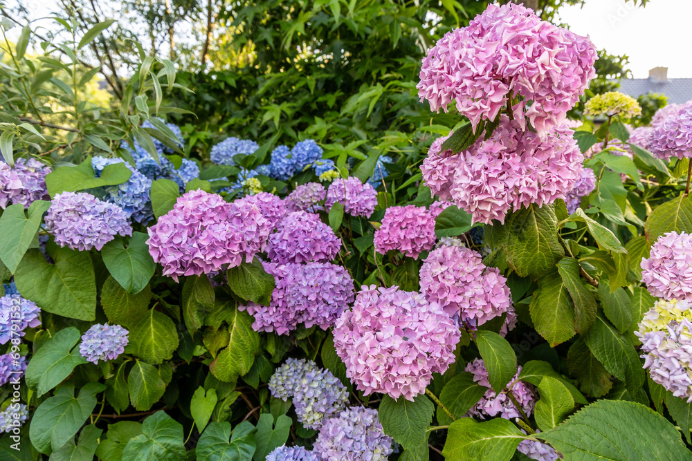 Close-up of blue and pink hydrangea flowers as a background Close-up of blue and pink hydrangea flowers as a background