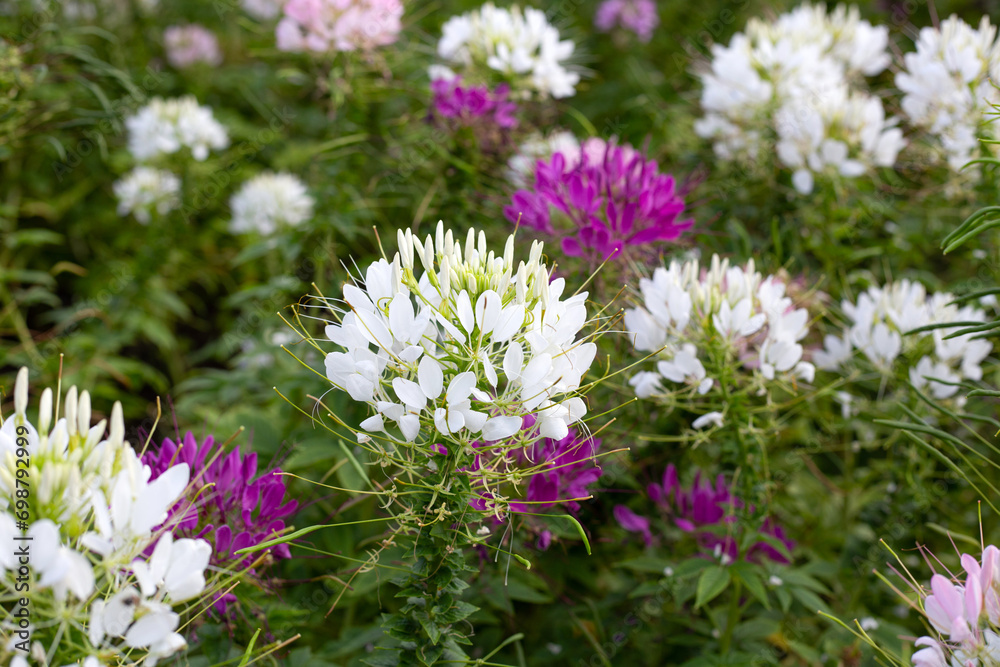 Fototapeta premium Cleome spinosa flower in the park