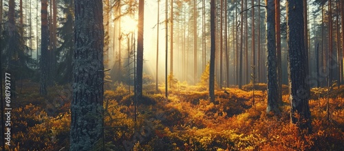 Early morning light illuminating Finnish forests in autumn.