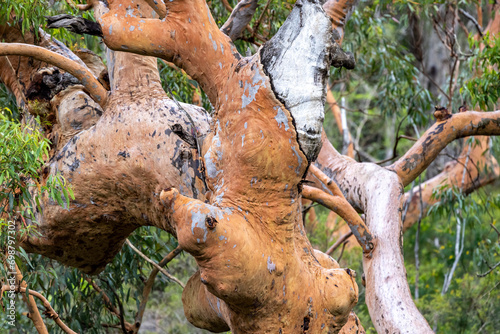 Trunk of a Sydney Red Gum Tree