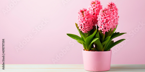 Pink hyacinths in a flower pot on a table, on a plain pink background photo