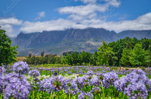 Helderberg Mountain with colourful flower garden at Vergelegen Wine Estate, Somerset West, South Africa photo
