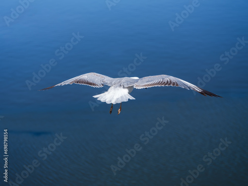 Seagull in flight, shot from above, Cape Town, South Africa