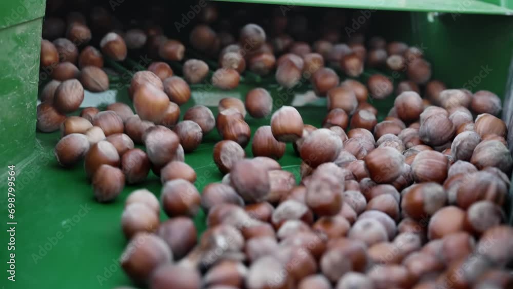 Hazelnut packaging, selection and calibration on conveyer line in production plant, factory, slow motion Hazelnut packaging, selection and calibration on conveyer line in production plant, factory, slow motion