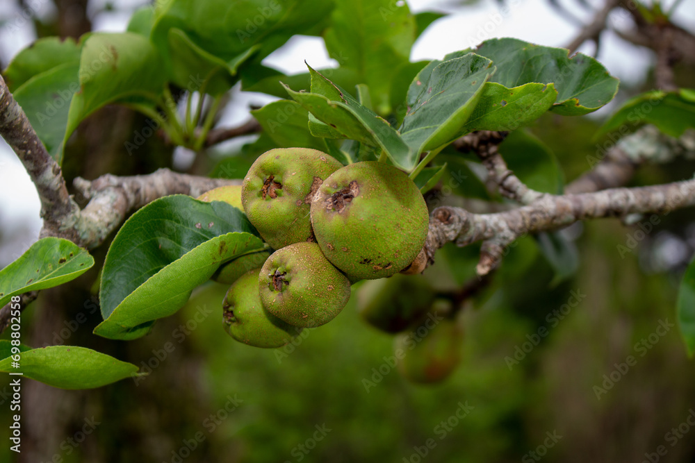 Pêra selvagem européia. Pyrus Pyraster. Fruta