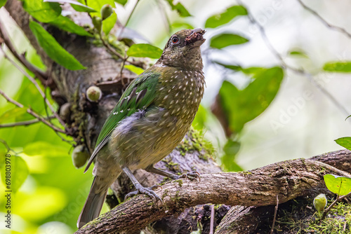 Australian Green Catbird feeding on Sandpaper Fig fruit photo