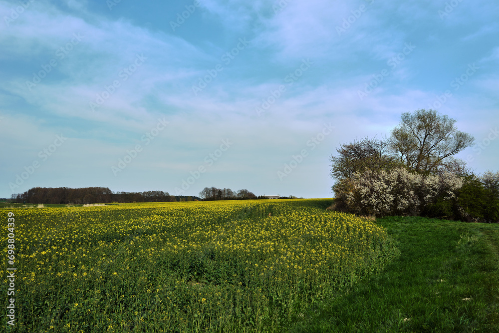 Rural landscape with a field of blooming rapeseed during spring on the island of Usedom