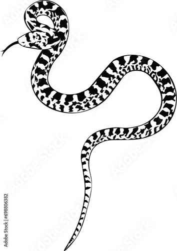 Cartoon Black and White Isolated Illustration Vector Of A Coiled Snake with Fangs