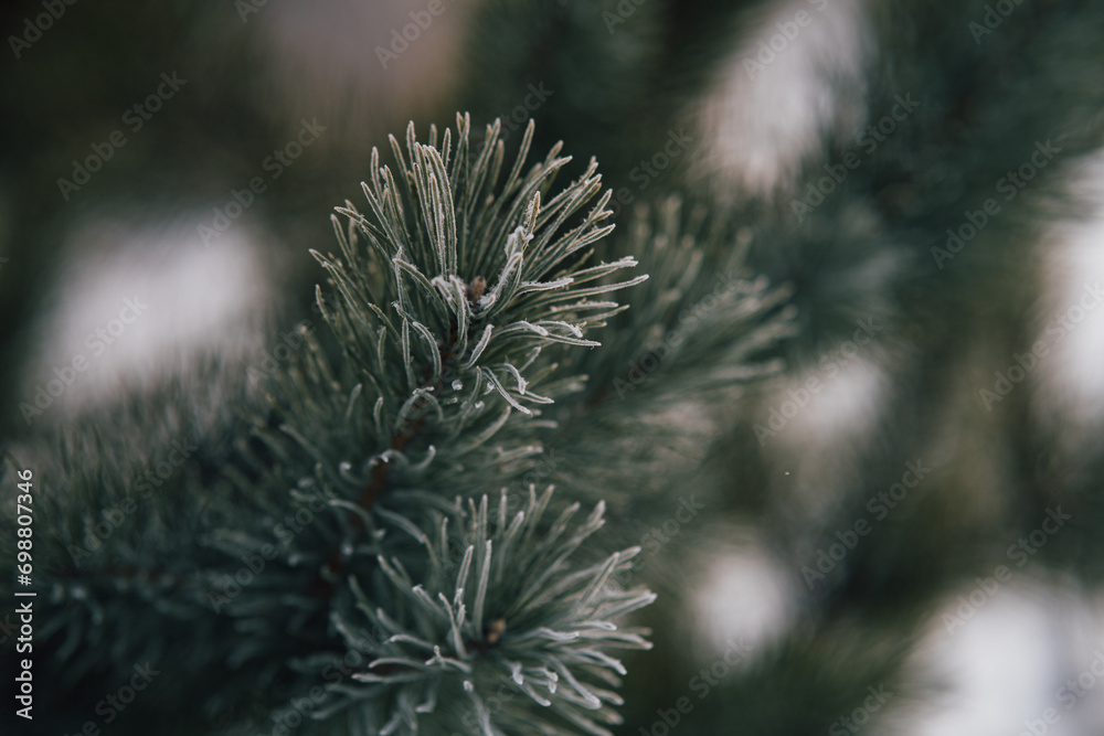 Nature Winter background with snowy pine branches, shallow depth of field. Pine tree in hoarfrost outdoors in winter forest, close up. beauty in nature