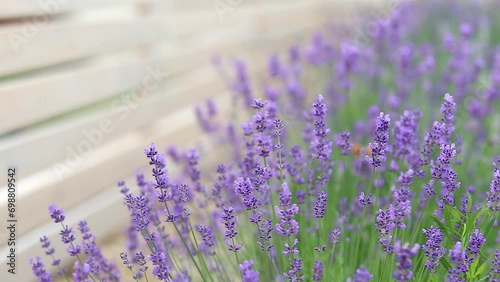 Sunset over a violet lavender field in Provence, France