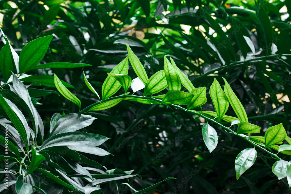Obraz premium Perennial shrub with green oblong leaves growing in a shady formal botanical garden. A branch with fresh foliage. A twin of a tree, bush in sunlight.