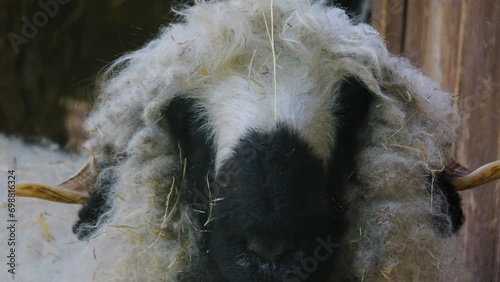 A black nose sheep looking around on a sunny day photo