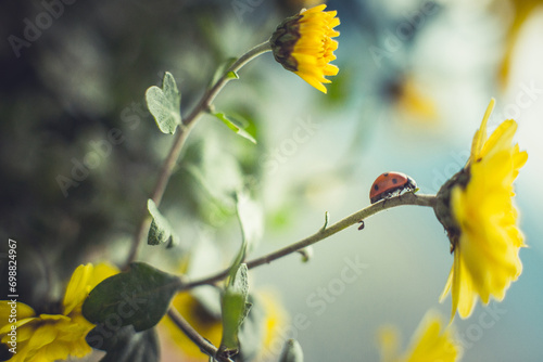 Ladybug on a yellow flower photo