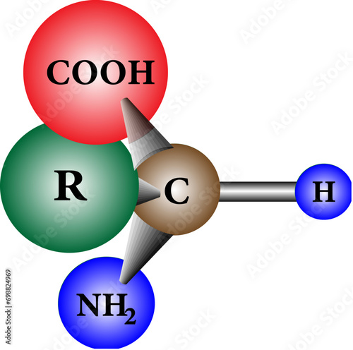 The enantiomer of a generic amino acid that are chiral.Vector illustration 