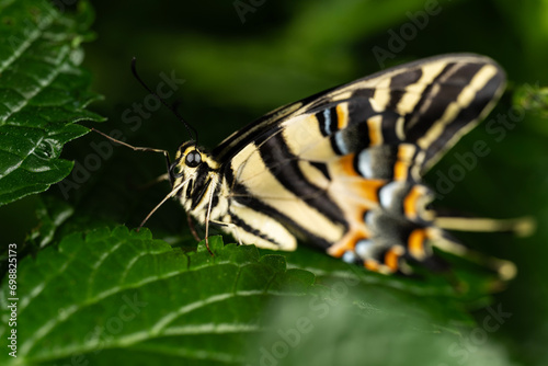 Eastern Tiger Swallowtail Butterfly © James Lewis