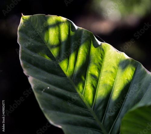 Elephant ear leaf backlit by sunlight