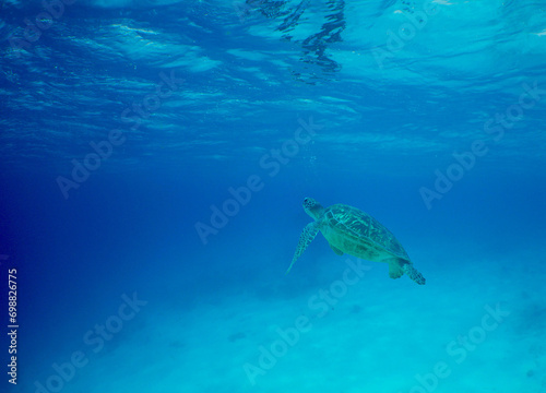 Fototapeta Naklejka Na Ścianę i Meble -  sea ​​turtle swimming in the crystal clear waters of the Caribbean Sea