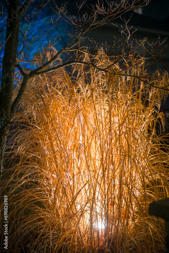 Backlit decorative grass at night